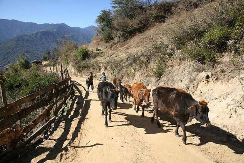 A dirt road with a wooden fence on one side and a hillside with vegetation. 2