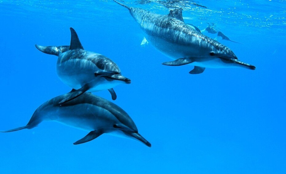 Three dolphins swimming underwater. 2