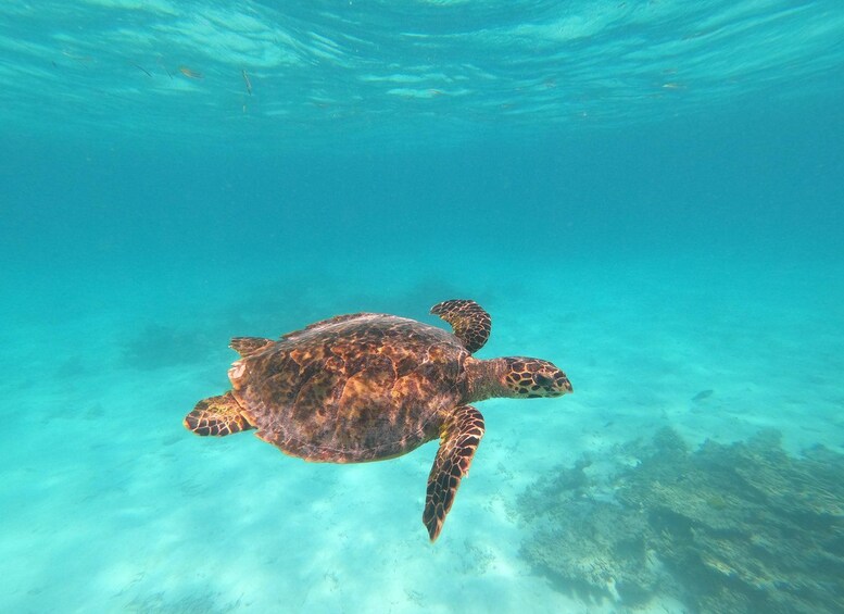 Picture 10 for Activity HALFDAY Snorkelling 2 point, dolphin and sandbank 5
