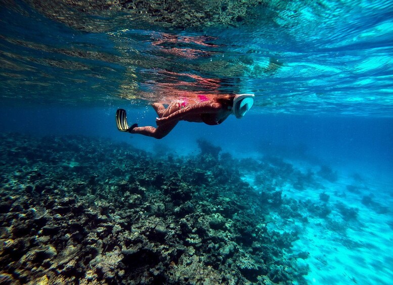 Picture 11 for Activity HALFDAY Snorkelling 2 point, dolphin and sandbank 4