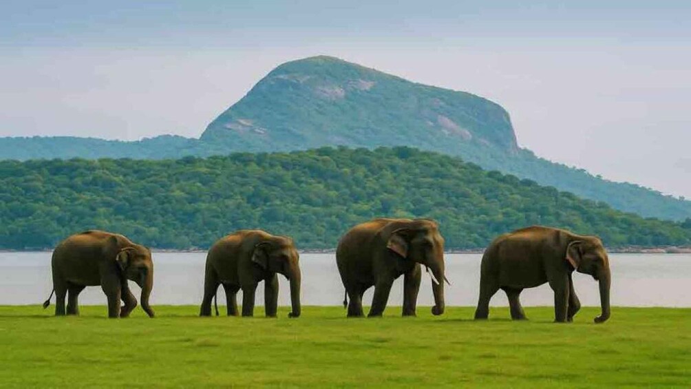 Picture 1 for Activity Polonnaruwa: Danigala Hike, Maduru Oya Safari and Kandy Drop 3