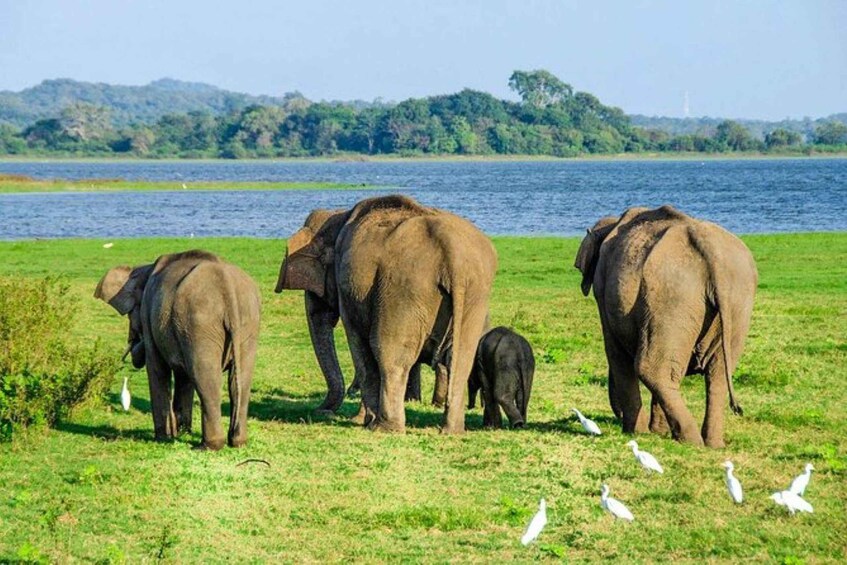 Picture 2 for Activity Polonnaruwa: Danigala Hike, Maduru Oya Safari and Kandy Drop 4