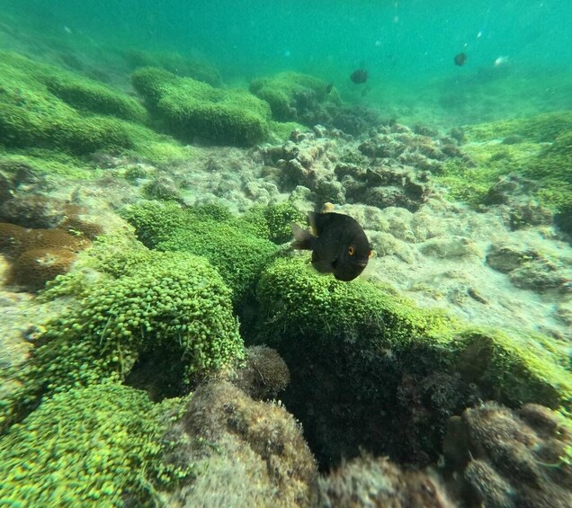 An underwater scene with a fish swimming near coral formations. 4