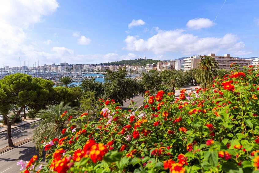 Palma: Express Walk with a Local in 60 minutes 1