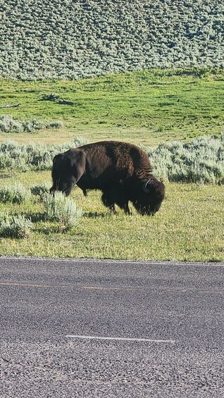 A bison grazing in a grassy field near a road. 3