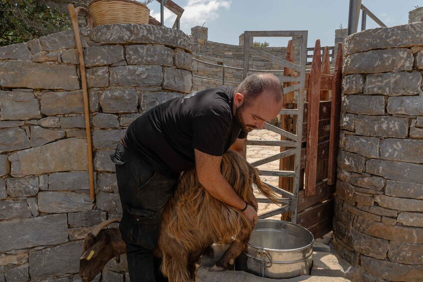 Crete Shepherd Experience: Farm Life & Milking Goats 1