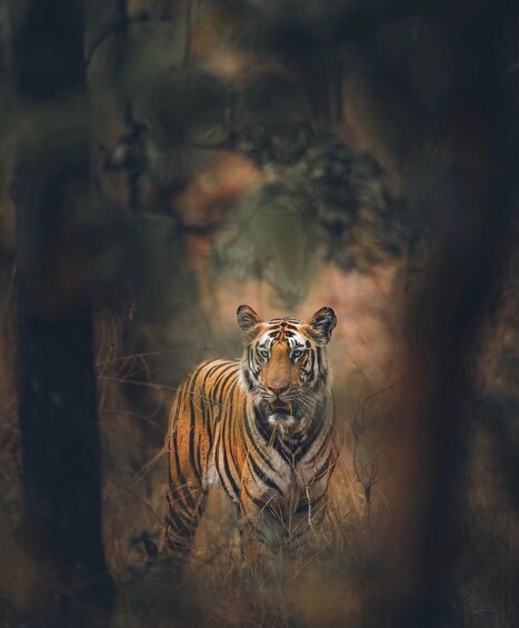 A tiger in a forested area. 4