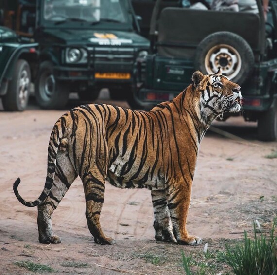 A tiger walking on a dirt path with vehicles in the background. 2