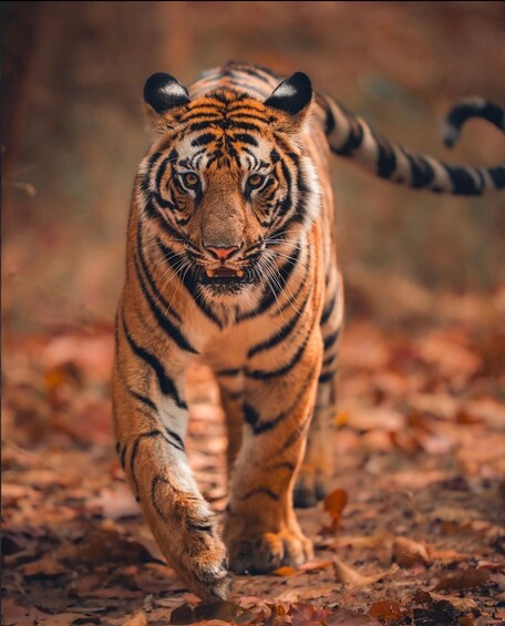 A tiger walking through a forest with fallen leaves. 3
