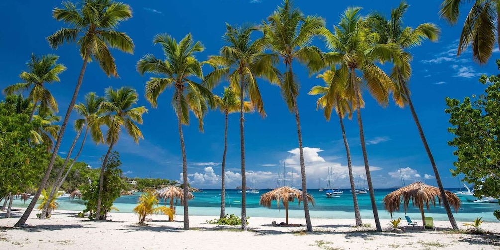 A beach with palm trees and clear blue water. 4