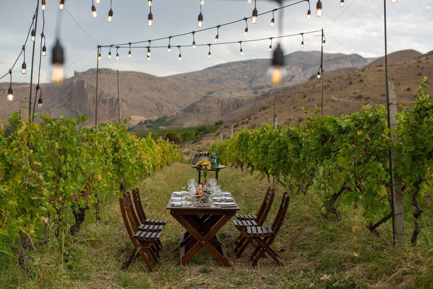 A vineyard with a table set for a meal, surrounded by grapevines and string lights. 2