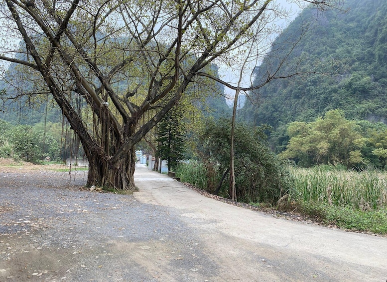 A gravel road flanked by trees and a mountainous backdrop. 5