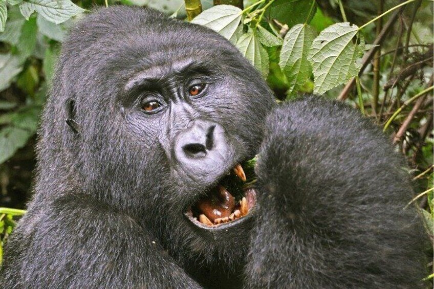 A gorilla with its mouth open, surrounded by foliage. 1