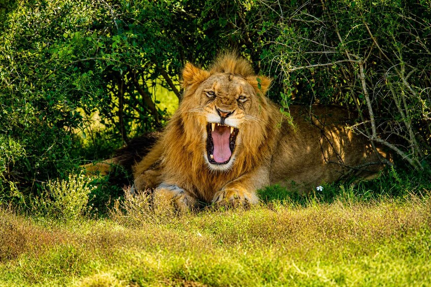 Picture 3 for Activity Schotia Safaris: Best Wildlife Encounters in Port Elizabeth 2