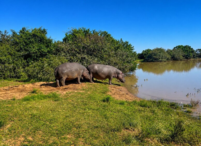 Picture 20 for Activity Schotia Safaris: Best Wildlife Encounters in Port Elizabeth 4