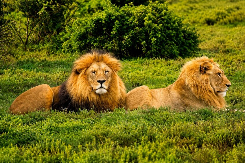 Picture 1 for Activity Schotia Safaris: Best Wildlife Encounters in Port Elizabeth 3