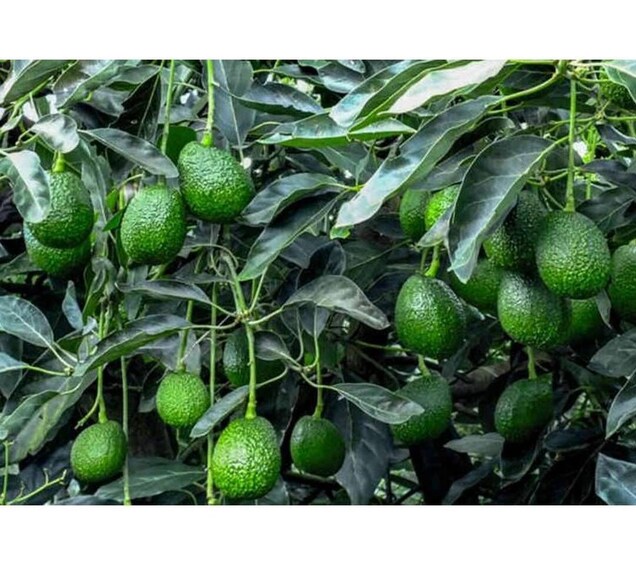 A dense cluster of green avocados hanging from branches amidst dark green leaves. 3