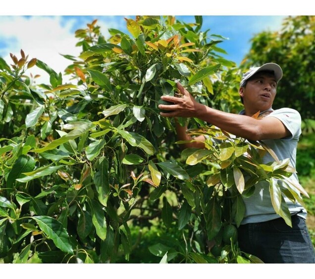 A person inspecting a citrus tree. 2