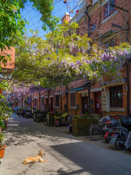 A street lined with brick buildings, parked motorcycles, and a dog lying on the pavement. 5