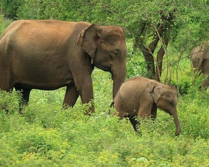 Two elephants in a grassy field with trees in the background. 5