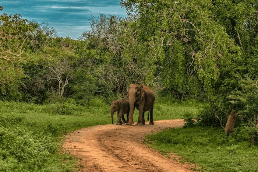 A dirt path with two elephants walking. 2