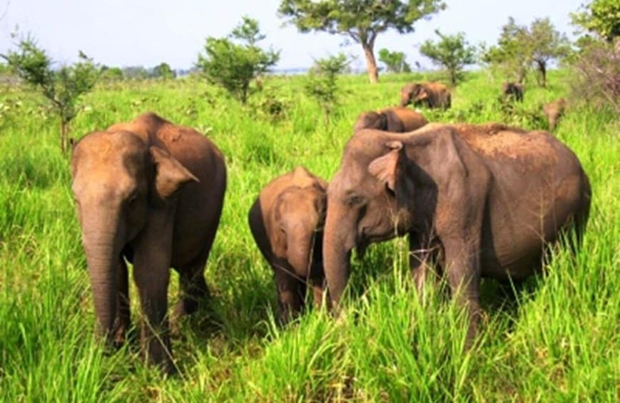 A group of elephants in a grassy field with trees in the background. 3