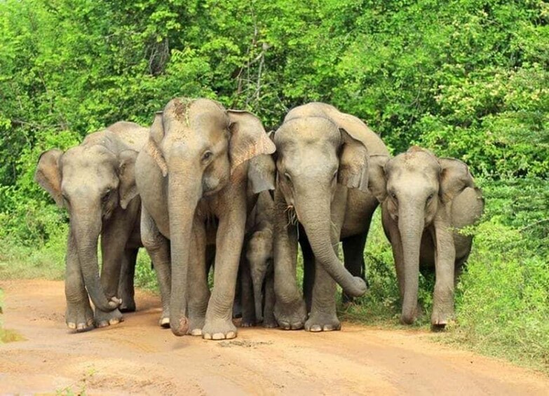 A group of elephants walking on a dirt road surrounded by dense green foliage. 4