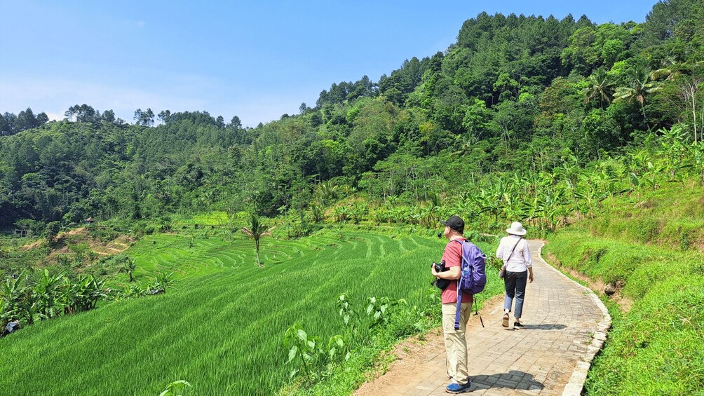 Two people walking on a path through a lush green rice field with terraced hills in the background. 3