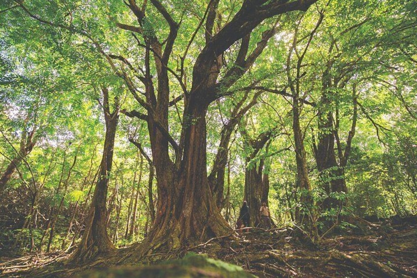 Un bosque denso con árboles grandes y maleza espesa. 2