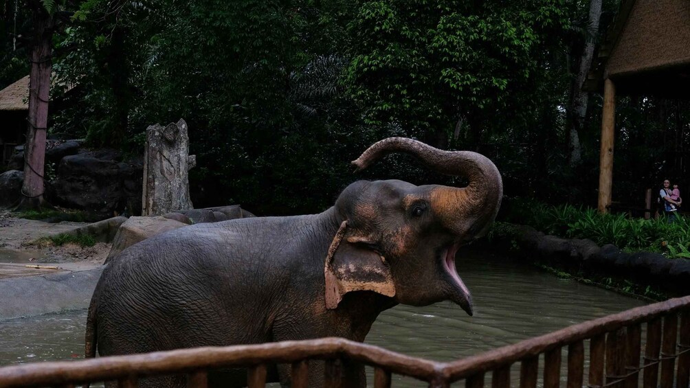 An elephant near a wooden bridge in a natural setting. 4