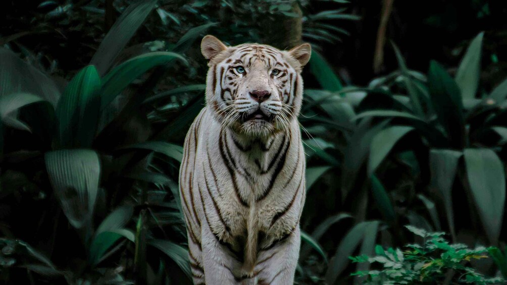 A white tiger in a dense forest. 1