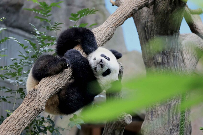 A panda resting on a tree branch. 3