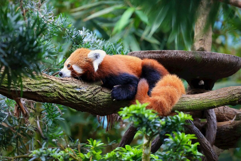 A red panda resting on a tree branch in a lush forest. 2