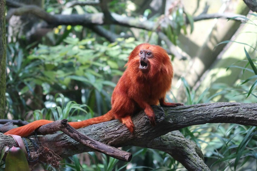 A red monkey sitting on a tree branch in a forest. 5