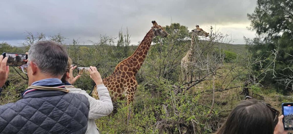 Picture 23 for Activity Addo Wildlife Experience: Giraffe Walk & Game Drive 2