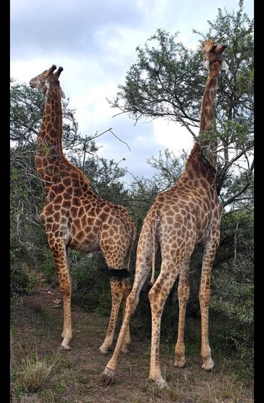 Picture 24 for Activity Addo Wildlife Experience: Giraffe Walk & Game Drive 5