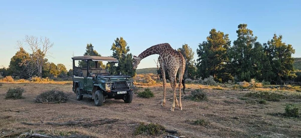 Picture 19 for Activity Addo Wildlife Experience: Giraffe Walk & Game Drive 3