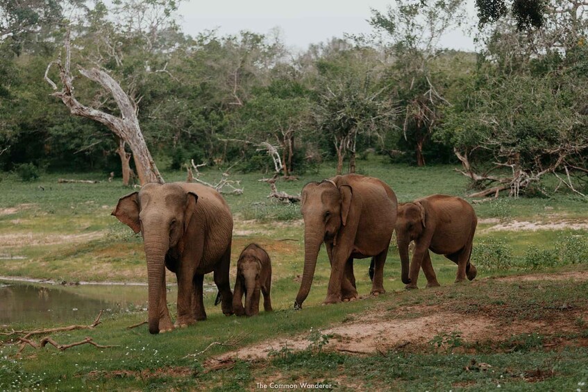 Three elephants walking in a grassy area with trees and a water body in the background. 2