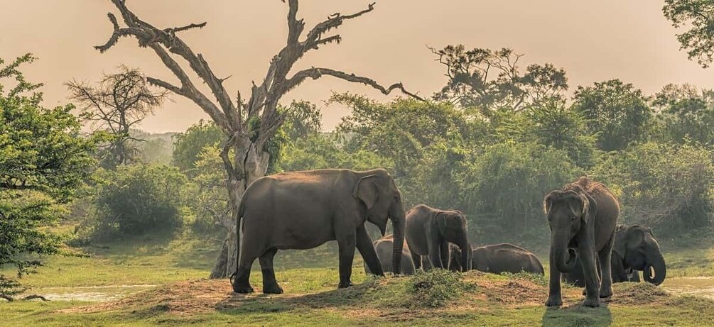 Elephants in a grassy savannah with trees and a clear sky. 1