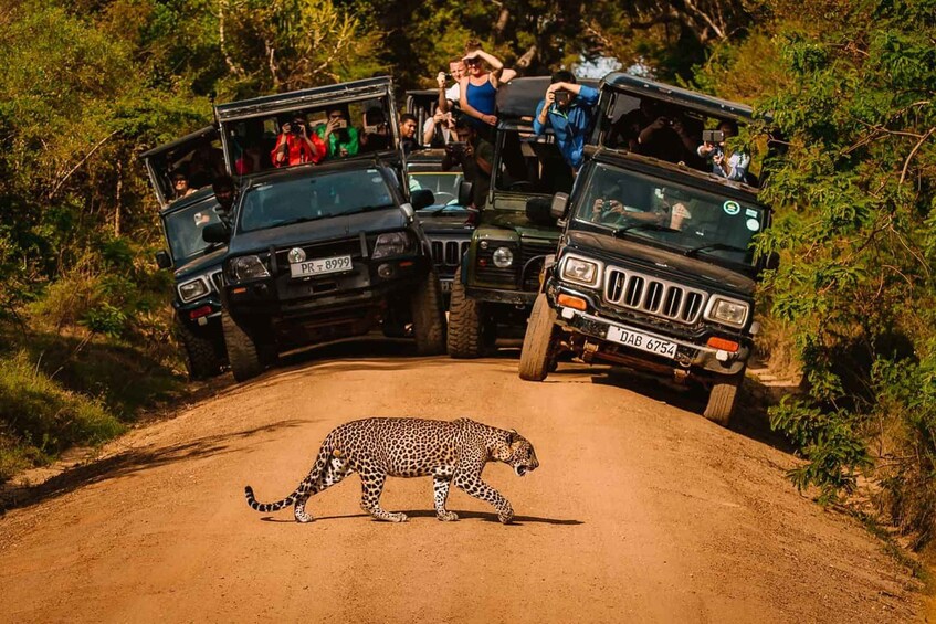A leopard walking on a dirt road with two vehicles parked on either side. 4