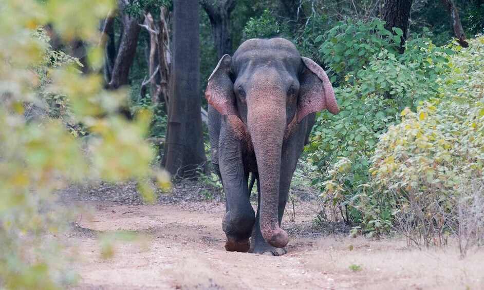 An elephant walking on a dirt path surrounded by trees and vegetation. 5