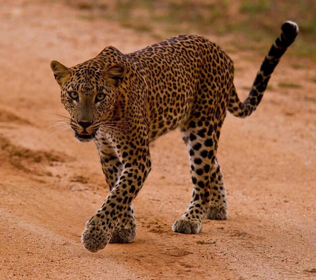 A leopard walking on a dirt path. 3