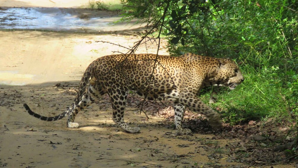 A leopard walking along a sandy path near a water body and dense greenery. 3