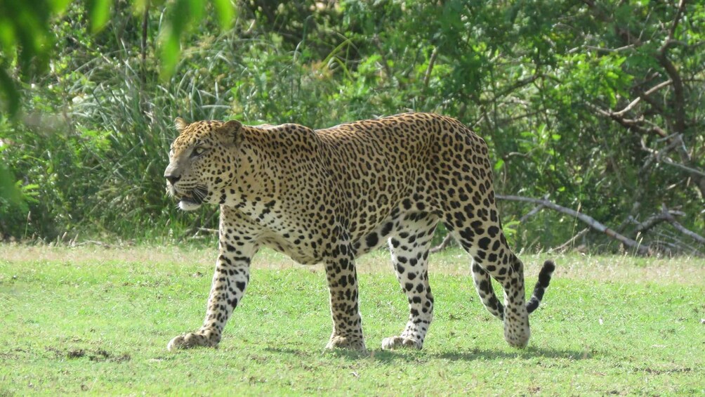 A leopard walking in a grassy field with dense foliage in the background. 4