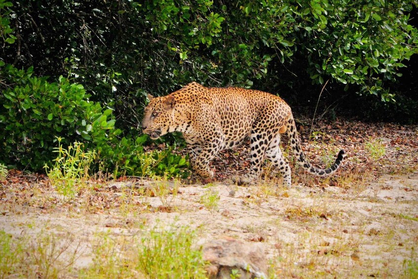 A leopard walking through a dry grassland area with dense green foliage in the background. 1