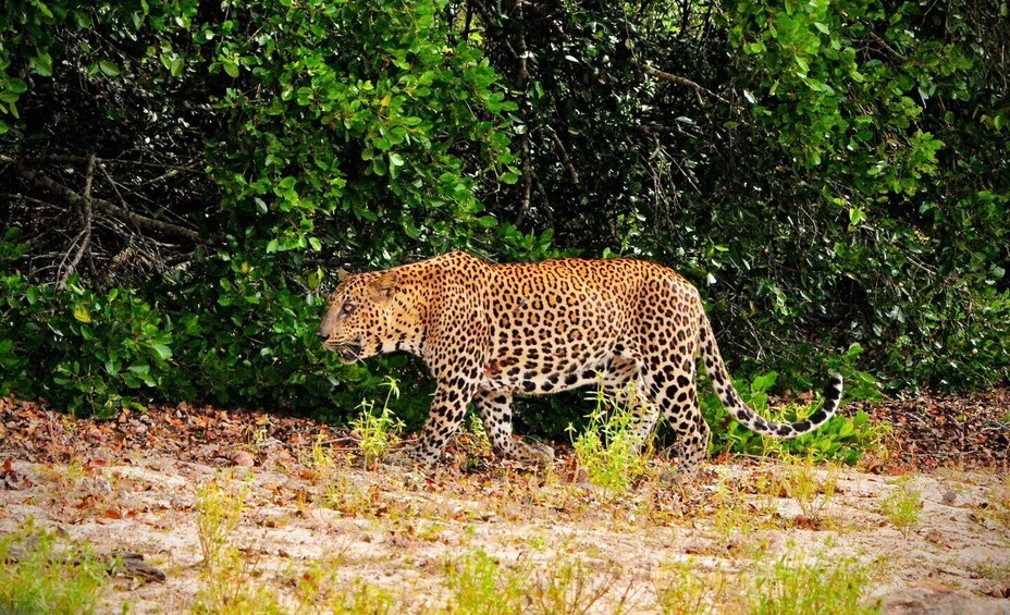 A leopard walking through a dry, grassy area with dense green foliage in the background. 2