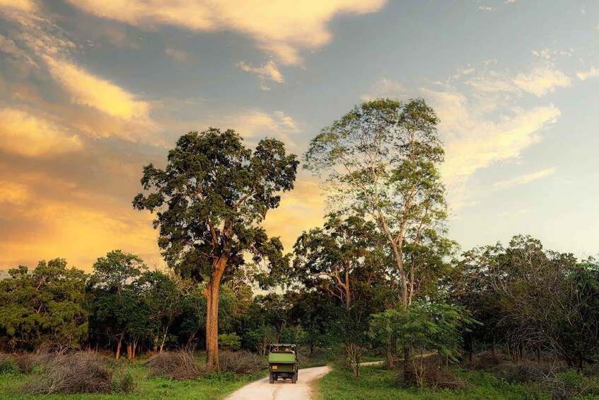 A green vehicle on a dirt path surrounded by trees with a sunset sky. 5