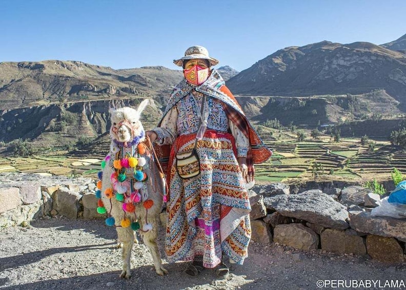 A person in traditional attire with a llama, standing in a mountainous landscape with terraced fields. 4