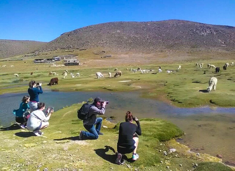 A group of people taking photos near a body of water with sheep grazing in the background. 5
