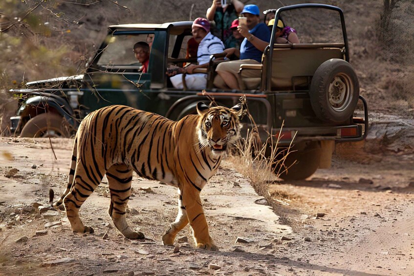 A tiger walking on a dirt path with a safari vehicle and passengers in the background. 1